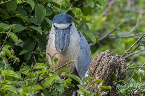 Boat-billed heron