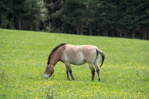 Przewalski horse