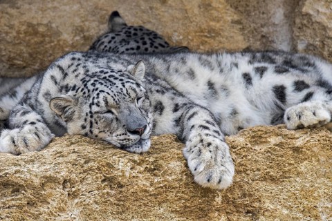 Snow leopard