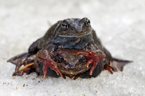European common brown frogs