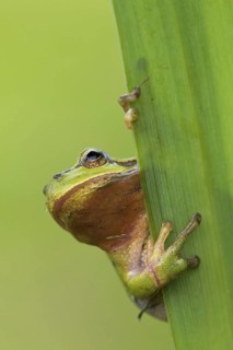 European tree frog
