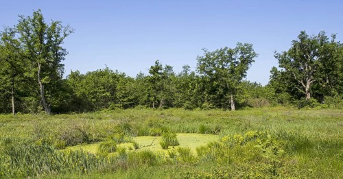 Toad pond