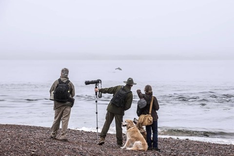 Wildlife photographers and whale watchers spotting bottlenose dolphin at Chanonry Point in the fog