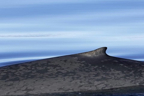 Blue whale