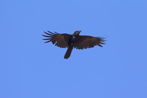 Carrion crow