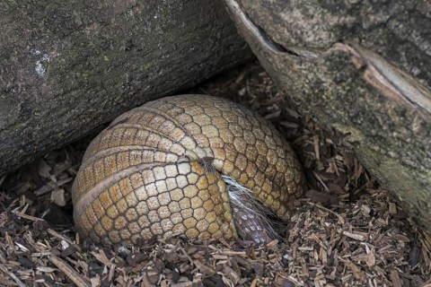 Southern three-banded armadillo