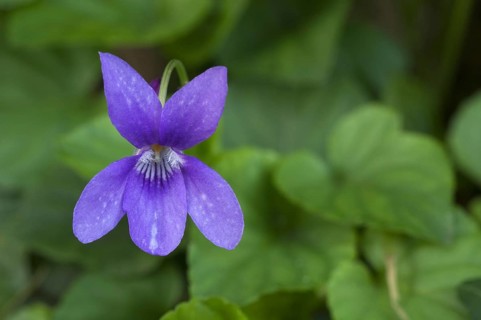 Wood violet