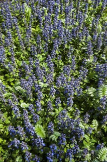 Blue bugle