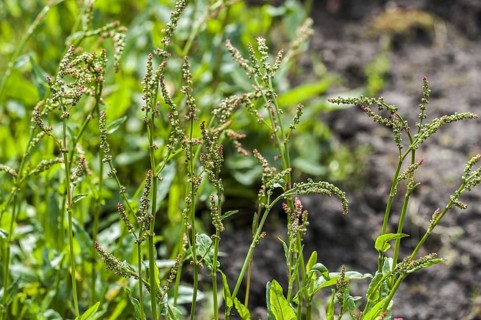 Common sorrel