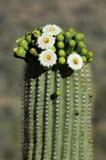 Saguaro