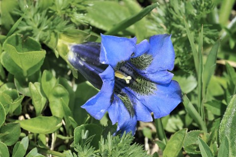 Stemless gentian