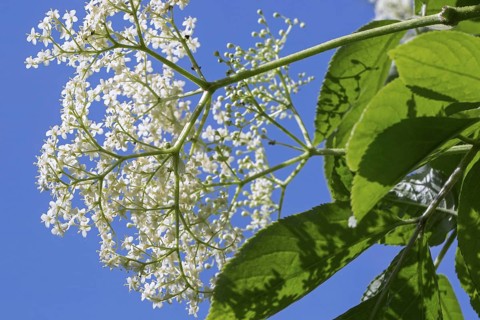 European elder