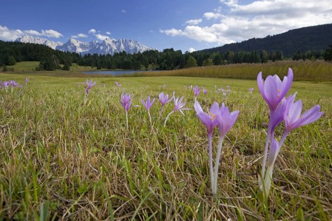 Spring crocuses