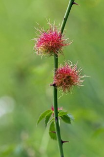 Rose bedeguar gall