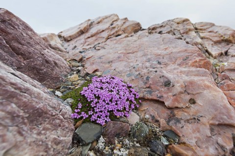 Moss campion