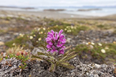 Woolly lousewort