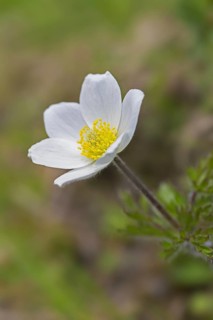 Alpine pasqueflower