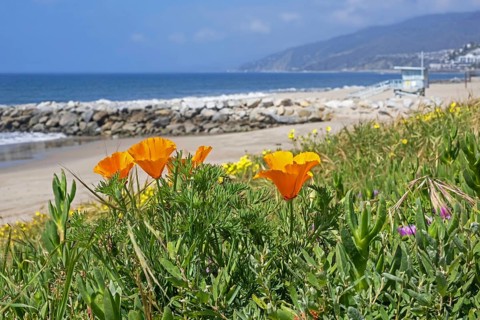 California poppies