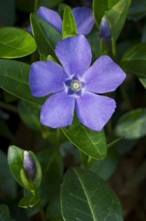 Lesser periwinkle