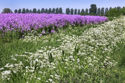 Perennial Honesty