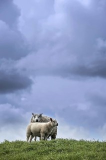 Texel sheep