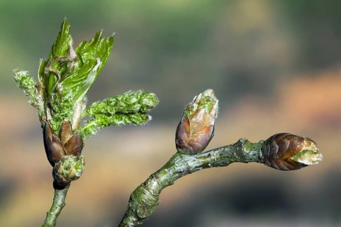 English oak