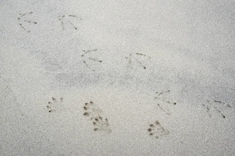 Eurasian otter
