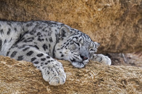 Snow leopard
