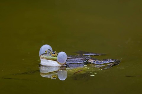 European edible frog