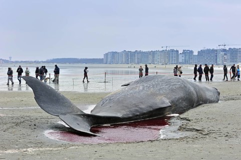 Stranded sperm whale