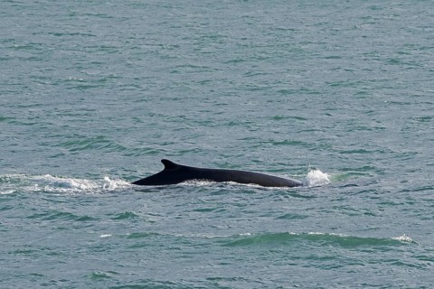 Fin whale