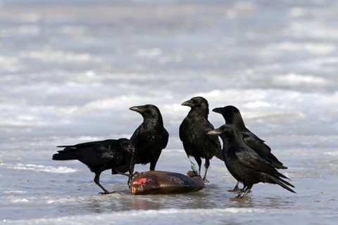 Carrion crows
