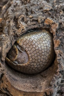 Southern three-banded armadillo