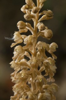 Bird's-nest Orchid