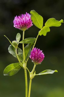 Red clover