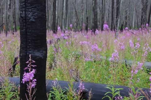 Fireweed