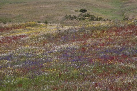 Colourful wildflowers on the steppe near Castro Verde