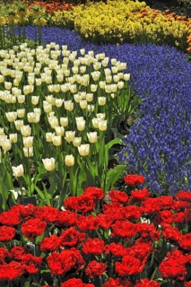 Flowerbed with colourful tulips
