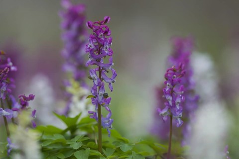Bulbous Corydalis