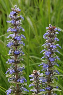 Blue bugle