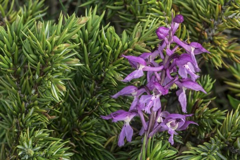 Early-purple orchid