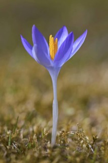 Spring crocus