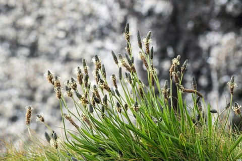 English plantain