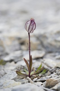 Polar campion