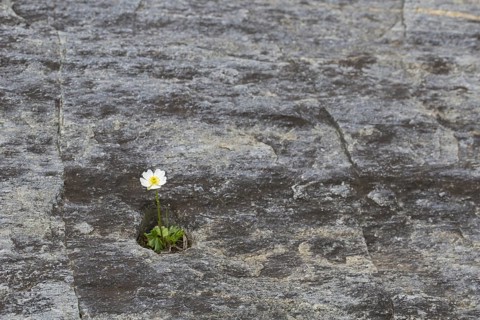 Alpine crowfoot