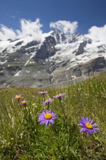 Alpine aster