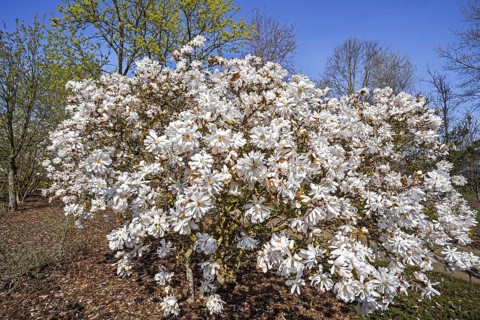 Flowering Magnolia stellata Maxim