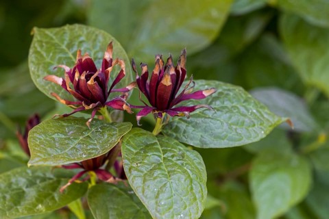 (Calycanthus fertilis) Purpureus, Calycanthus floridus Purpureus, close-up of red flowers and