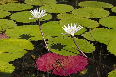 Dotleaf waterlilies