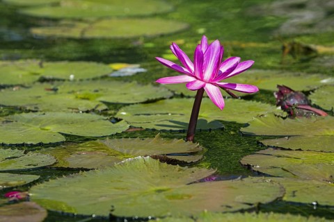 Dotleaf waterlilies
